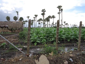 Tabáková plantáž v údolí Cibao.